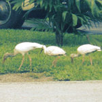 Little White Ibises