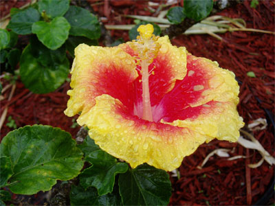 Hibiscus after Winter Rains