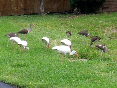 White Ibises foraging