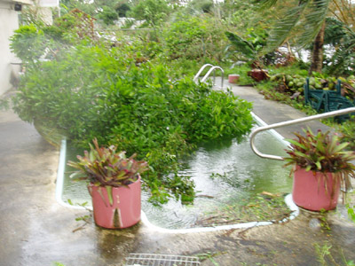 Hurricane Wilma Drops Mango Tree in Pool