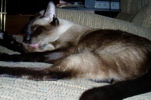 Coco Kitty - our Siamese cat grooming