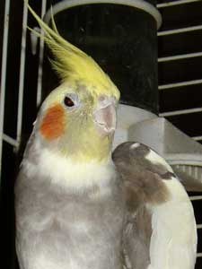 Dickie, the Cockatiel