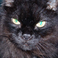 Joplin the cat