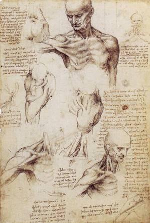 Leonardo da Vinci - shoulderandneck3.jpg