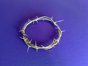 purple and crown of thorns.jpg from https://www.flickr.com/photos/riggwelter/5398802887 available by license cc-by-sa 2.0