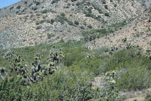 Mojave_desert_wilderness.jpg