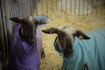 2 Sheep at the 2016 California State Fair.jpg