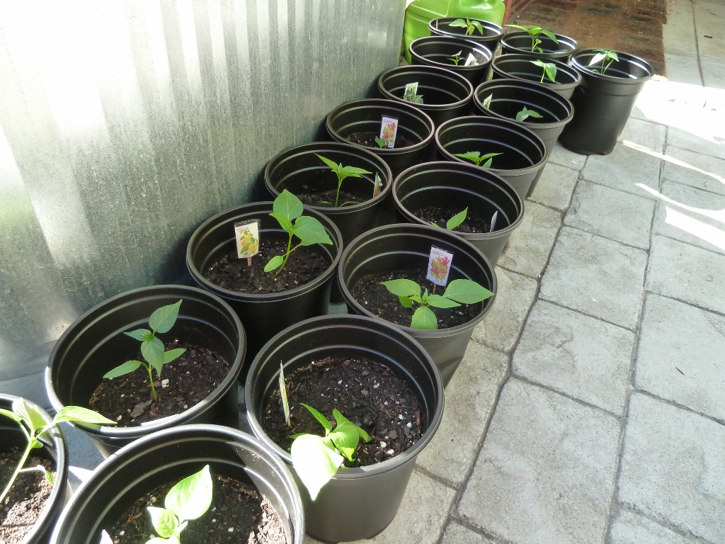 http://www.bastique.com/ii/m/Baby%20pepper%20plants.jpg