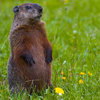 Groundhog standing