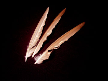Mama Bird Feathers