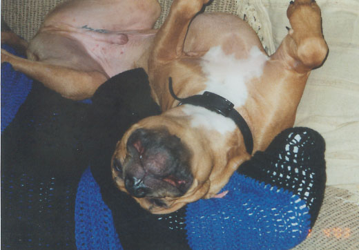 Pit Bull in Ecstacy