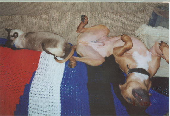 Pit Bull and Siamese