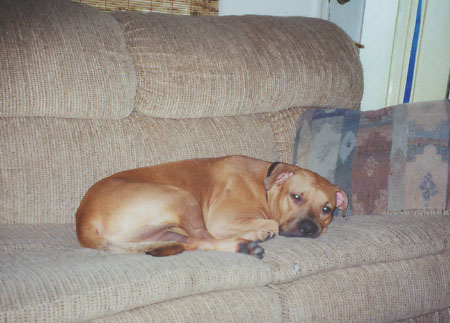 Pit Bull at Rest