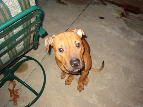 Banjo is Pit Bull Beautiful